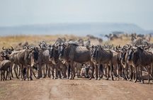 7 Days Kenya Luxury Safaris - Masai Mara NR, Amboseli NP and Lake Nakuru NP
