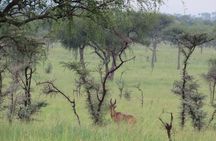 4 days Sipi falls and Pian-upe wildlife safari