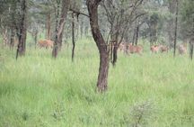 4 days Sipi falls and Pian-upe wildlife safari