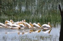 Lake Nakuru Daytrip using Safari Landcruiser