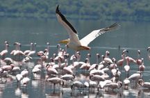 Lake Nakuru Daytrip using Safari Landcruiser