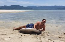 Half-Day Pig Island & Snorkeling Experience