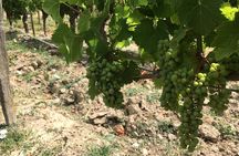Vineyard cycle tours in and around Chinon, in the Loire Valley
