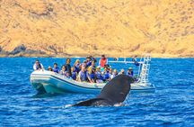 Whale Watching, The Famous Arch and Fast Boat Tour in Los Cabos