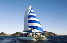Port Stephens 3 Hour Whale and Dolphin Watch Cruise
