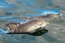 Dolphin Watch + Sailing - Port Stephens