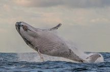 Port Stephens 3 Hour Whale and Dolphin Watch Cruise