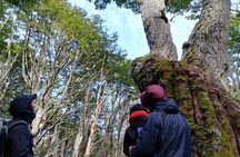 Private Patagonian Forest Hike in Punta Arenas: 4 Hour