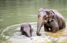 Kanchanaburi Local Cuisine and Elephant Care