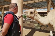 Bahrain Camel tour