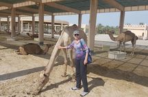 Bahrain Camel tour