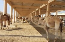 Bahrain Camel tour