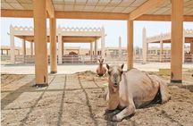 Bahrain Camel tour