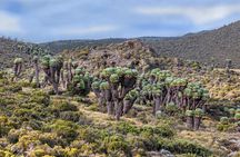 1 day Kilimanjaro Cycle Shira Route