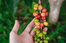 Private Half-Day Coffee Tour at Family Farm Close to Medellín!