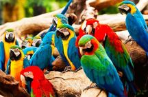 Manu Reserved Zone and Macaw Clay Lick (7 Days)