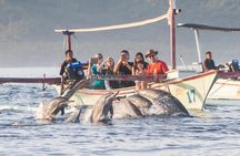 Amazing Private Tours: Dolphins Lovina and Gitgit Waterfall include Lunch