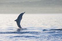 Amazing Private Tours: Dolphins Lovina and Gitgit Waterfall include Lunch