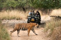 8 Days Golden Triangle with Ranthambore & Udaipur Tour 