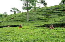 Private Tour: 5 Days - Bangladesh Nature & Culture Tour - North-eastern part