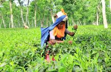 Private Tour: 5 Days - Bangladesh Nature & Culture Tour - North-eastern part