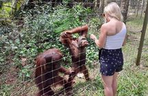 Ipoh Heritage & Orang Utan Island Day Tour from Kuala Lumpur