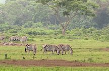 Arusha National Park Game drive and Walking Safari Day Tour