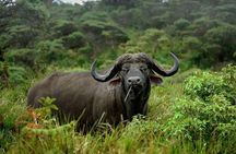 Arusha National Park Game drive and Walking Safari Day Tour