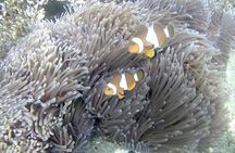 Blue Lagoon & Tanjung Jepun Snorkeling Private Tour
