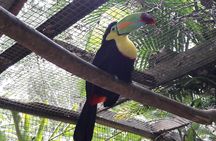 Copan Archeological Site and Macaw Mountain Park 