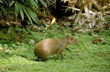 Guided hike in the Metropolitan Park of Panama