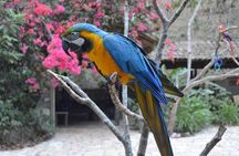 Copan Archeological Site and Macaw Mountain Park 