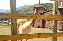 Carriage to Cochahuasi Sanctuary Live A Great Experience 