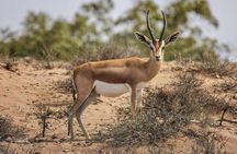 Explore Agadir wildlife national park safari with lunch & pickup
