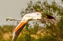 Explore Agadir wildlife national park safari with lunch & pickup