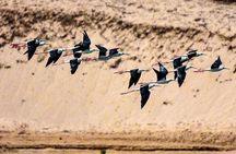 Explore Agadir wildlife national park safari with lunch & pickup