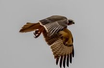Explore Agadir wildlife national park safari with lunch & pickup