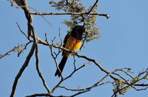 Birdwatching Yucatan 3 days trip focus on endemic birds