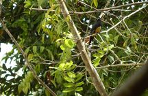 Birdwatching Yucatan 3 days trip focus on endemic birds