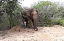 Yala Safari by Yala Safari Wonders