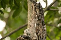 Yaxha VIP All-Inclusive Private Tour from Flores Guatemala 