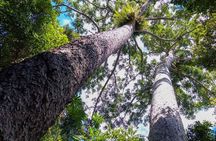 Paronella Park and Millaa Millaa Falls Full-day Tour from Cairns