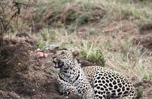 Spotting Africa Big Five (5) animals.