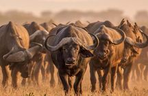 Spotting Africa Big Five (5) animals.
