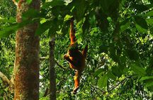 Bukit Lawang Full Day Jungle Trek