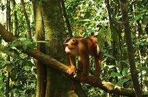 Bukit Lawang Full Day Jungle Trek