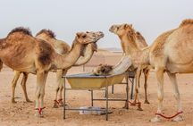 Best of Dubai : Dubai City Tour + Evening Desert Safari with all Activities 