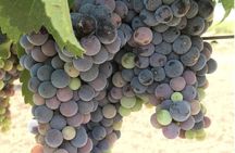 Wine Tour Pros - Napa Valley Wine Tour and Transportation