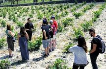 Small Group Santorini Winery Tour