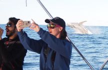 Port Stephens 3 Hour Whale and Dolphin Watch Cruise